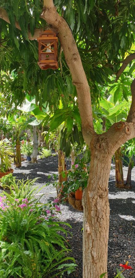 Finca Borbolan Y La Roseta Valle Gran Rey Dış mekan fotoğraf